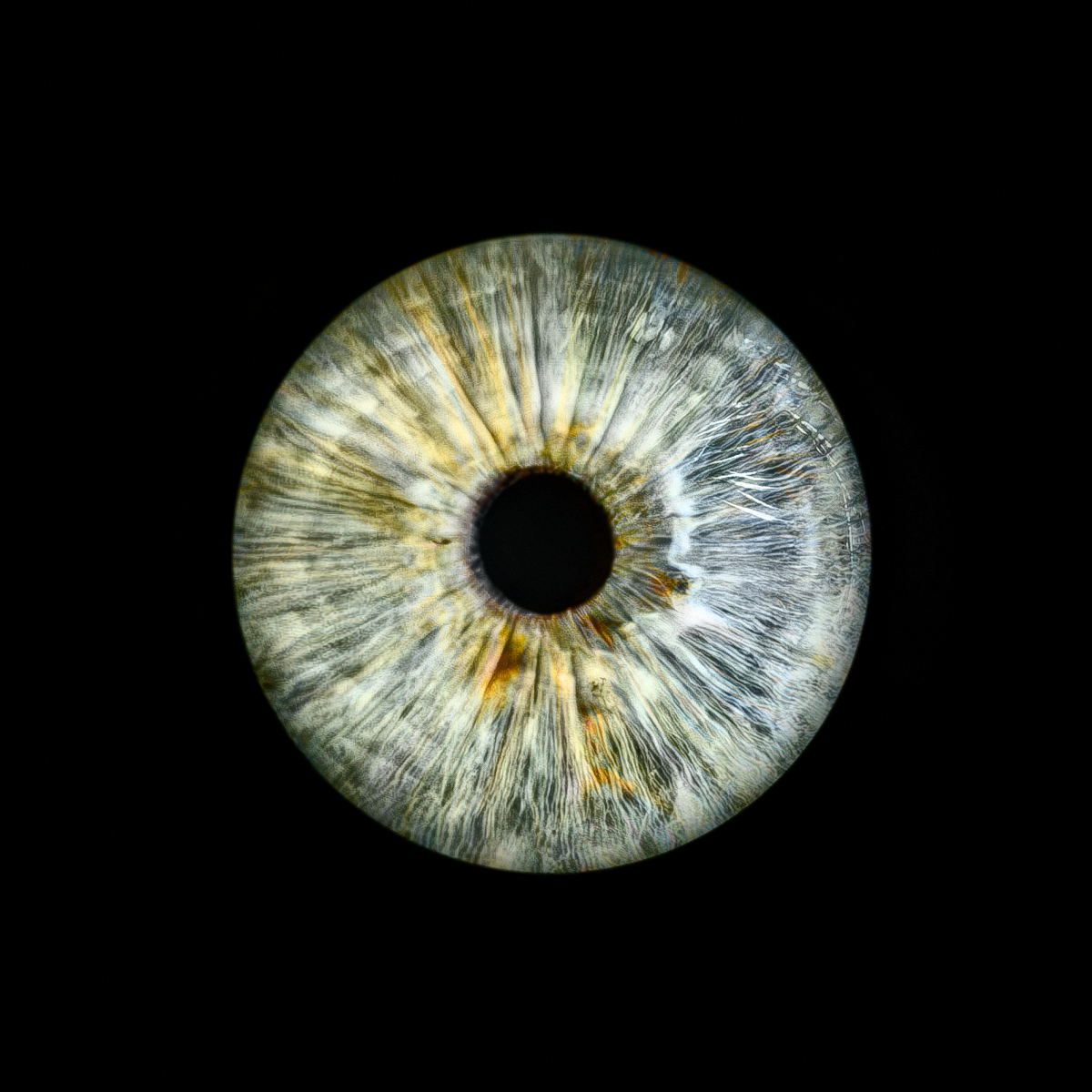 Iris-Fotografie menschliches Auge