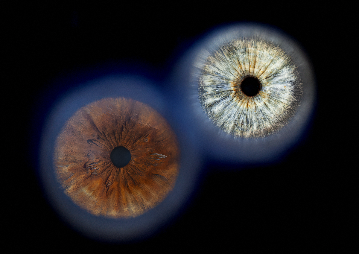 Iris-Paar dunkelblau