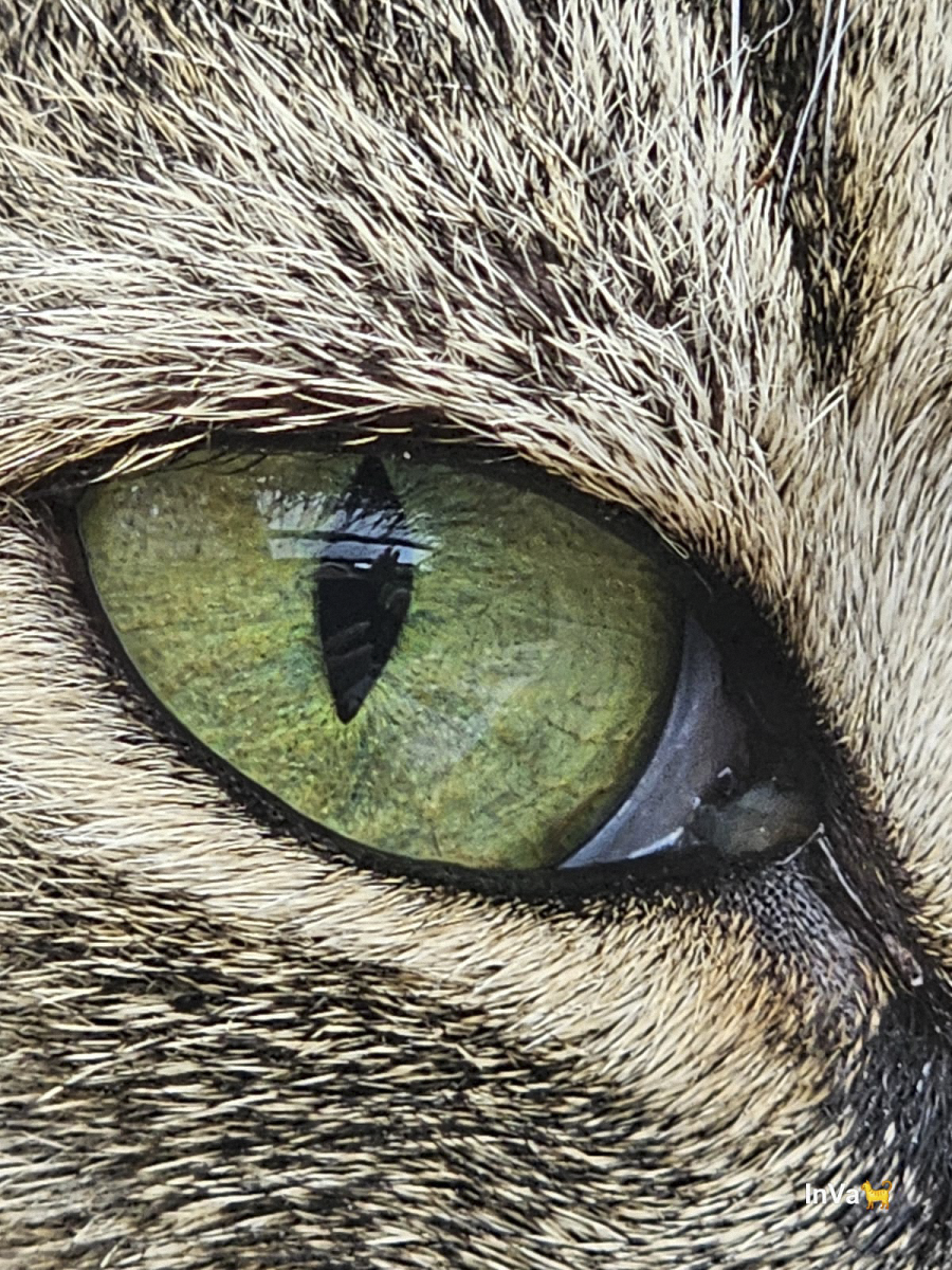 Katzenauge Nahaufnahme